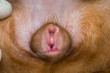 A 4-month old female pseudohermaphrodite  dog with large clitoris protruded from the vulva