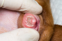 A 4-month Old Female Pseudohermaphrodite  Dog With Large Clitoris Protruded From The Vulva