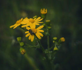 bee on yellow flower