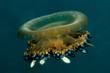 juvenile cassiopea andromeda upside-down jellyfish