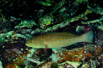 starry grouper fish on reef