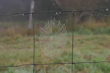 Spider Web On Chain-link Fence