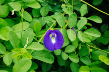 Blooming Purple Butterfly Pea Flower On Green Leaf Background