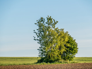 Wall Mural - Einzelner Baum im Frühjahr