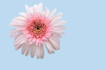 Wall Mural - Pink gerbera flower on blue background.