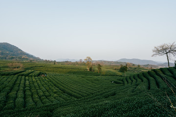 tea plantation