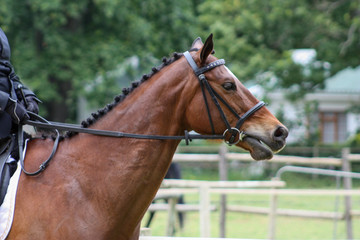 Portrait of a horse