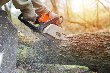 Wall Mural - chainsaw saws a tree in the forest close-up with sun glare. sawdust fly out from under the sawing chainsaw