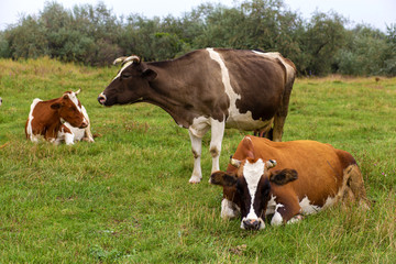 Rural cows graze on a green meadow. Rural life. Animals. agricultural country