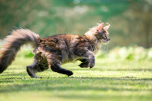 Side View Of A Young Playful Maine Coon Cat Running Outdoors On Grass Playing On A Sunny Day