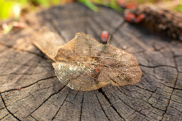 Wall Mural - Dry skeletonized leaf on a stump close up