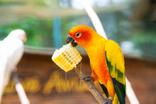 Pair Of Lovebird A Bright Orange Parrots Eating Corn. Bird Watching
