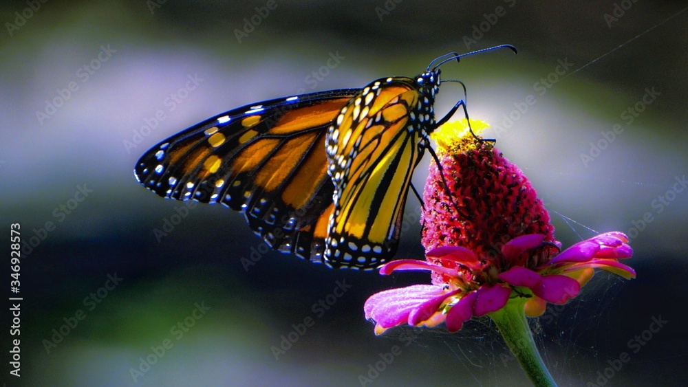 Close-up Of Butterfly Pollinating On Flower - obrazy, fototapety, plakaty 