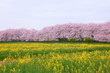 Three-part composition of cherry blossoms, rape field and cloudy sky.