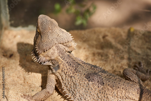 Cuadros en Lienzo animals, reptiles in captivity in traveling mini zoo