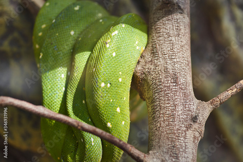 Fotomural animals, reptiles in captivity in traveling mini zoo