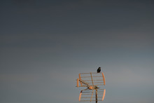Silhouette Of Starling Perched On Top Of Tv Antenna Watching The Landscape