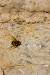 Insect on the wall
