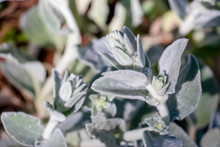 Close-up Of Flowerheads Beginning To Form Along The Fuzzy Silver Foliage Of A Lamb's Ear Plant. High Angle View, Looking Down.