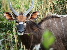 Portrait Of Nyala In Forest