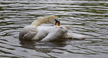 Close-up Of Mute Swan Preening Feathers In Lake