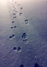 High Angle View Of Paw Prints And Footprints On Snow