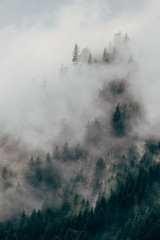 Wall Mural - Silhouette of forest with dense fog.