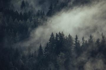 Wall Mural - Silhouette of forest with dense fog.
