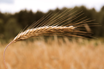 One spikelet of wheat is shot close-up on the background of the field, forest and sky. Summer harvest time.