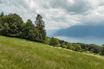 Wall Mural - A Path Surrounded by dense green forest in Mont Pelerin, Switzerland. well-fed Swiss cows graze in green meadows. Mont Pelerin is a mountain of the Swiss Plateau, overlooking Lake Geneva