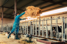 Young Farmer Wearing Blue Overall While Feeding Straw To Calves On His Farm