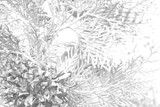 Fototapeta Paryż - Black and white photo processing of leaves and cones of thuja. Background.
