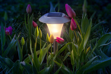 Solar Lamp Illuminates The Flowerbed With Tulips. Garden Lamp Lights Flowers With Warm Light.
