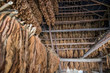© Westend61 - Rows of dried tobacco leaves, Valle de Vinales, Cuba