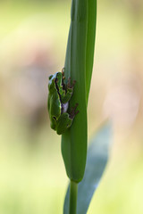 Hyla arborea - green tree frog sitting on a green reed leaf with a beautiful background