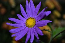 Close-up Of Wet Purple Flower Blooming Outdoors