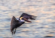 pelican in flight, bird, water, flying, wings, sea, bay, feathers, wild, Siesta Key, Florida