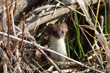 Poster - Least Weasel