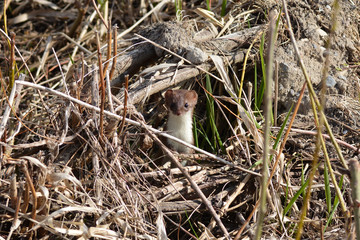 Poster - Least Weasel