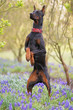 Black and tan Doberman dog with cropped ears standing up on its back legs on a green grass with purple Muscari flowers in spring wearing a red stylish leather collar with black spikes