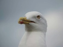 Close Up Of Seagull