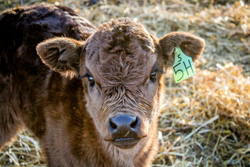 close up cow