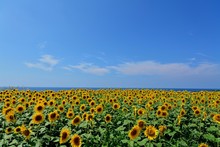 Sunflowers Blooming On Field Against Blue Sky
