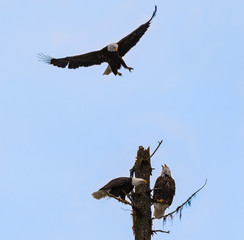 Wall Mural - bald eagle soaring above tree