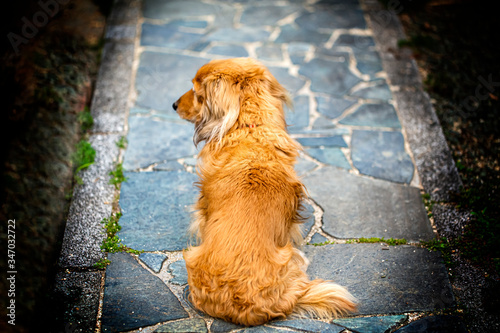 主人を待つ犬がよそ見する 忠犬 横を向く後ろ姿 Stock Photo Adobe Stock