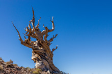 Low Angle View Of Dead Twisted Tree Against Clear Blue Sky