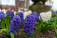 Closeup Of Colourful Hyacinths With Waterdrops On Them In A Garden Under The Sunlight