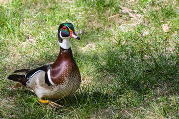 Close up portrait of colorful male wood duck on on grass during spring time