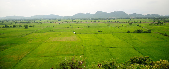 Green Fields