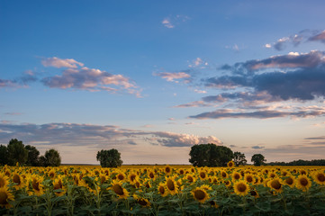 Wall Mural - Landscape with sunflowers field and evening sky